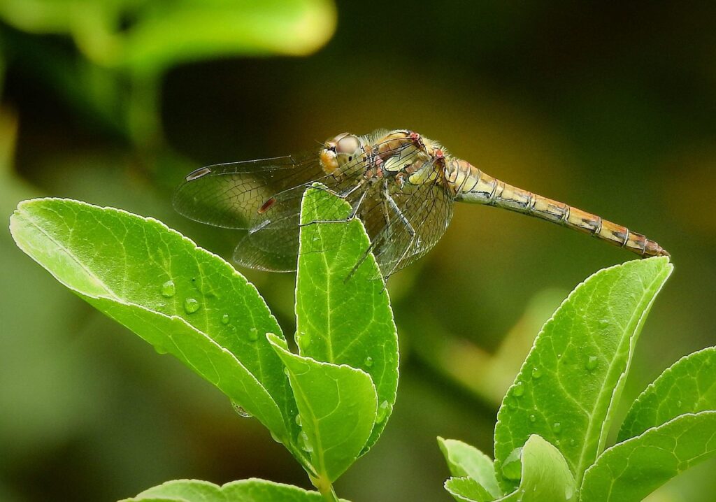 リボ払いの返済におすすめの方法は？